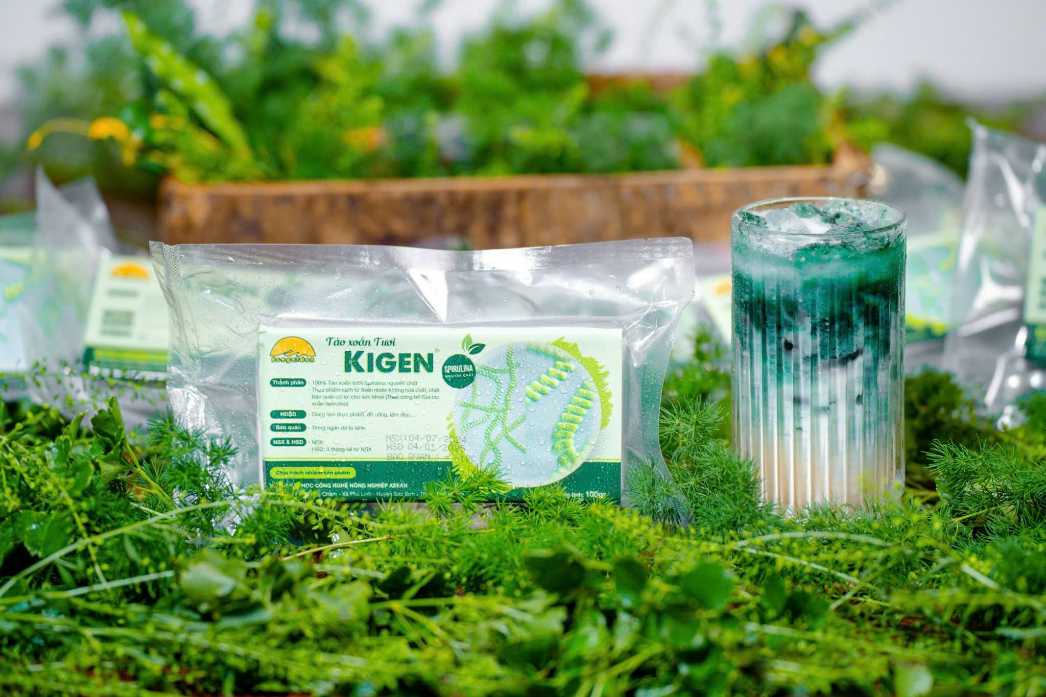  TẢO XOẮN TƯƠI SPIRULINA KIGEN VÀ TÁC DỤNG